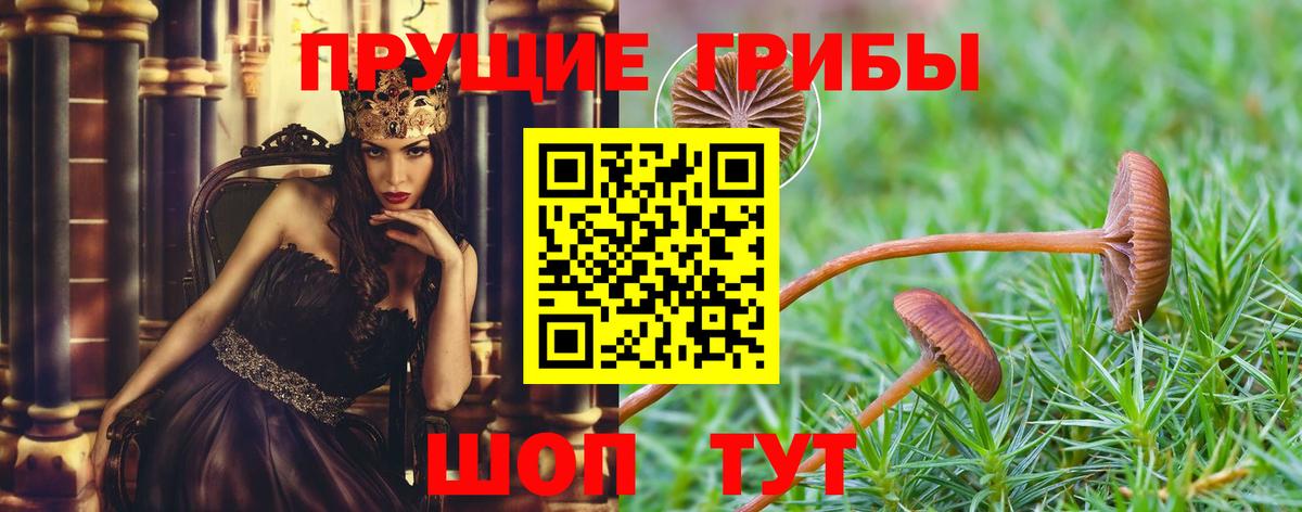 Галлюциногенные грибы Psilocybe  Вход с VPN  Елабуга  Псилоцибиновые грибы Psilocybe 