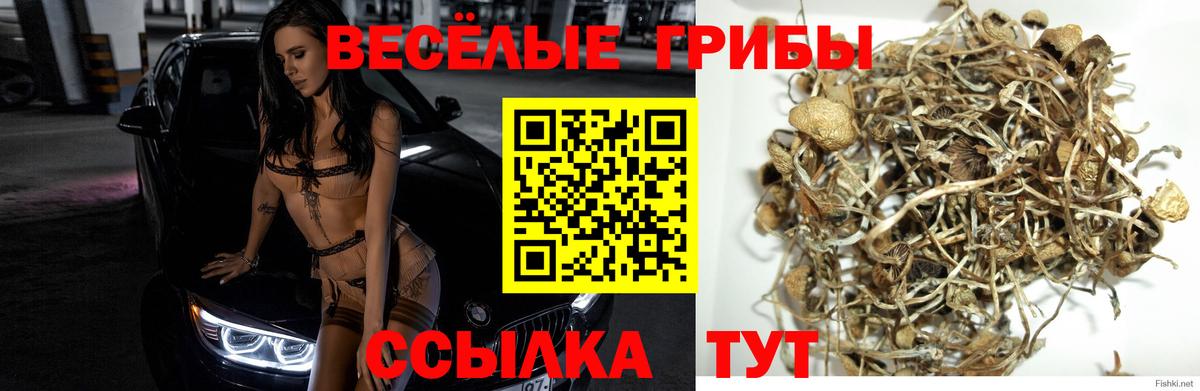 Галлюциногенные грибы Cubensis Елабуга